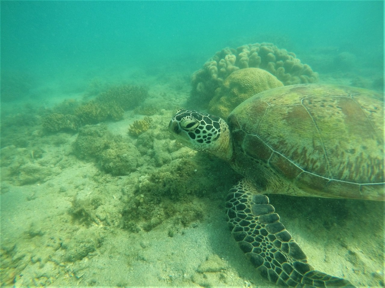 DCIM103GOPROG0035175.