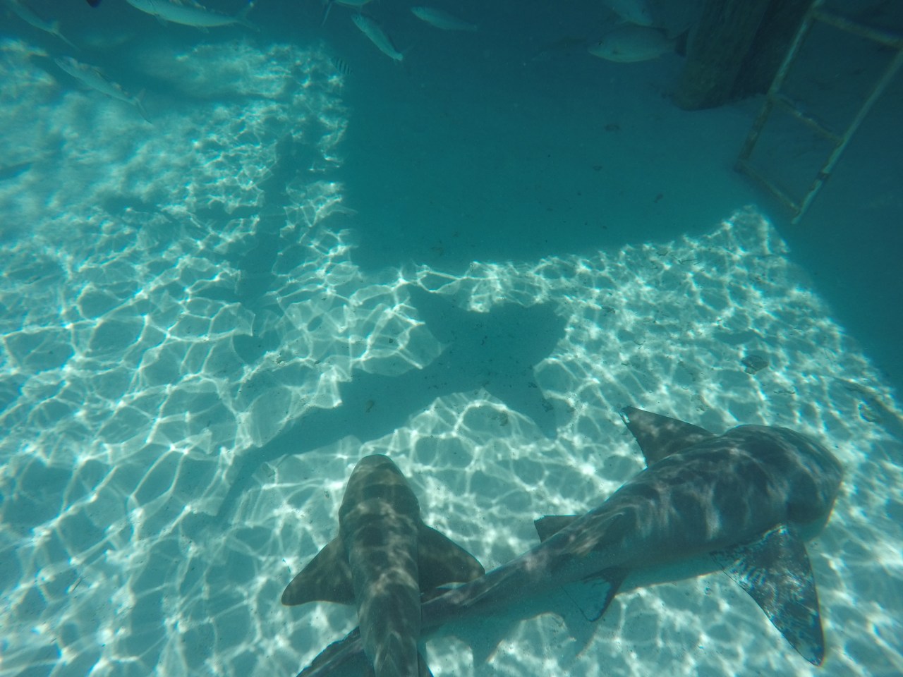 DCIM100GOPROGOPR8150.